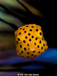 Yellow baby boxfish by Els Van Den Borre 
